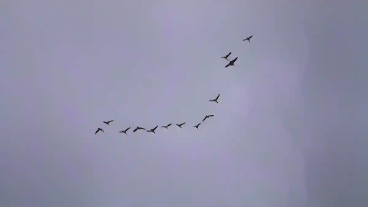 Перелетные птицы пролетают мимо на фоне темных облаков.:Перелетные птицы пролетают мимо на фоне темных облаков. Фото