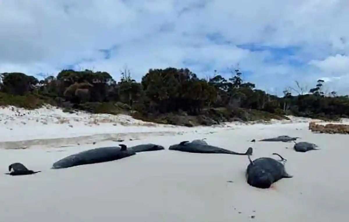 Пилотные киты:Более 30 мертвых китов-лоцманов были обнаружены на пляже в Тасмании.