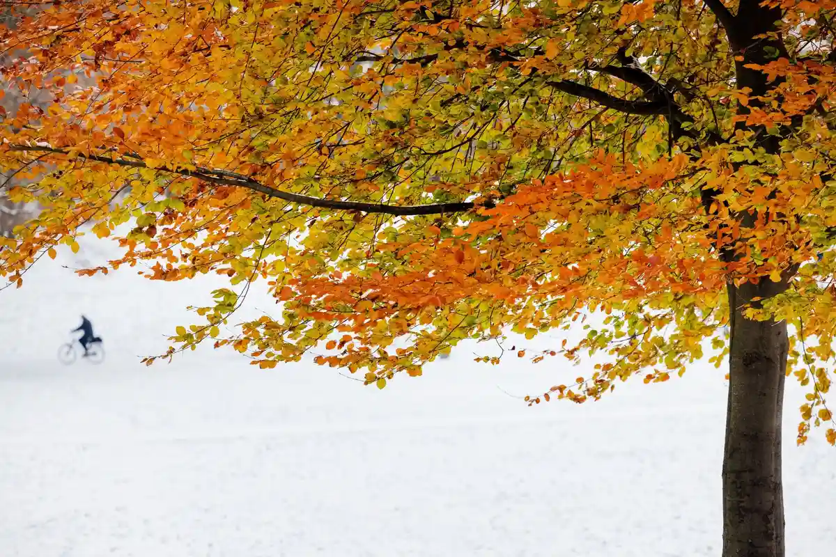 Погода в Кельне:Посреди заснеженного парка у пруда Ахенер Вайхер стоит дерево осеннего цвета.
