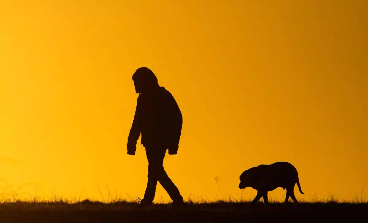 Прогулка:Мужчина выгуливает собаку на рассвете по проселочной дорожке.