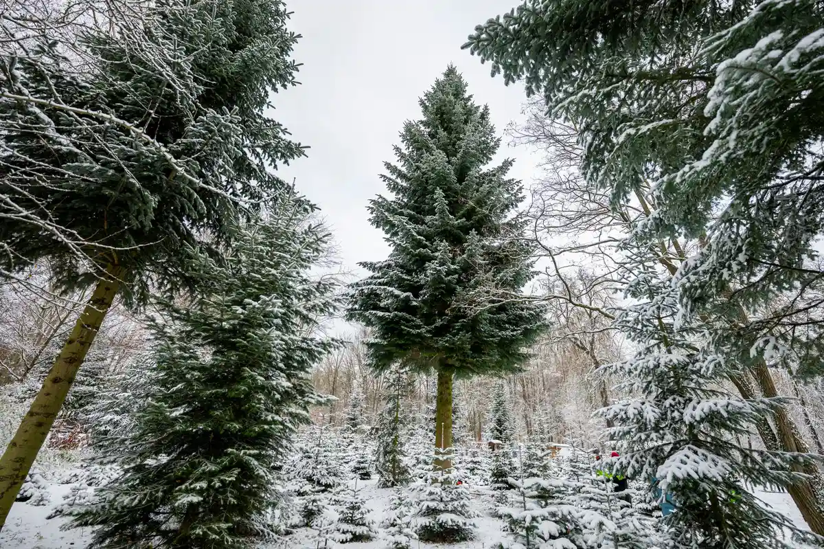 Рождественская елка:В этом году рождественская ель для Бранденбургских ворот в Берлине привезена из Тюрингии. Но не все рождественские елки выращиваются на месте.