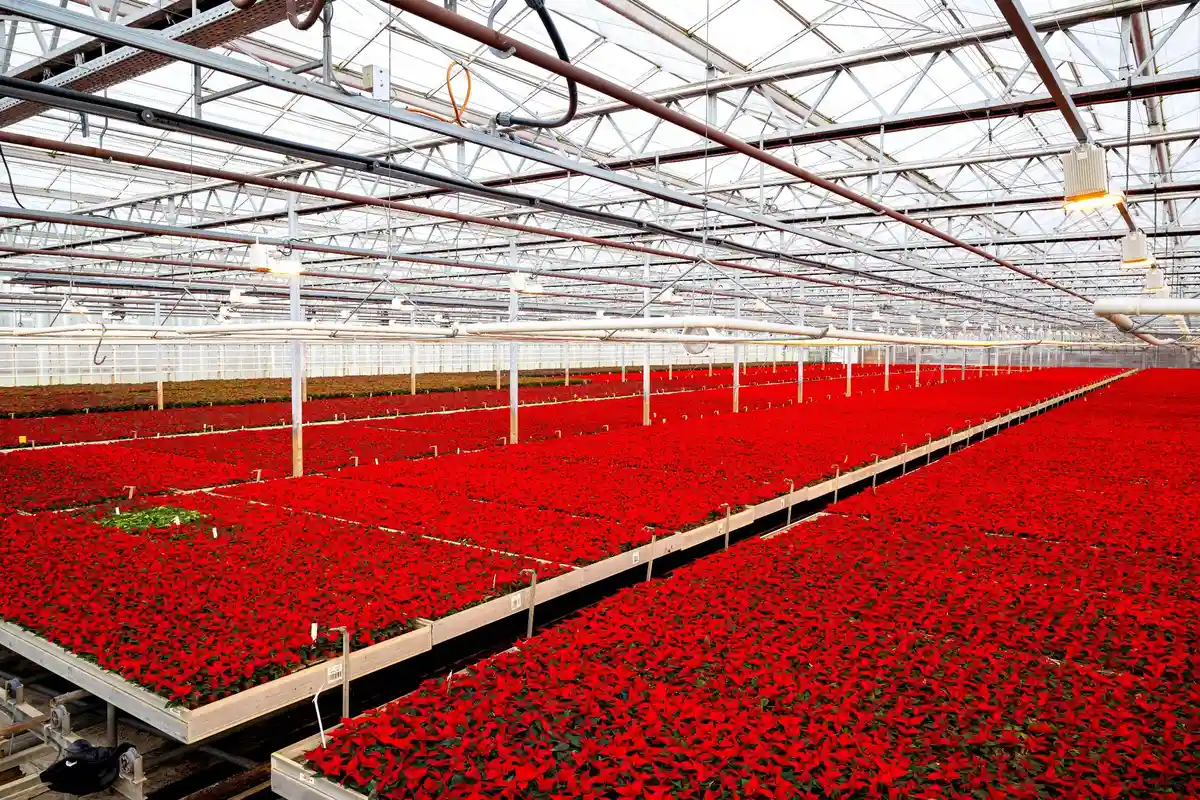 Садоводческие предприятия поставляют пуансеттии:Красные пуансеттии растут в теплице садоводческого предприятия.