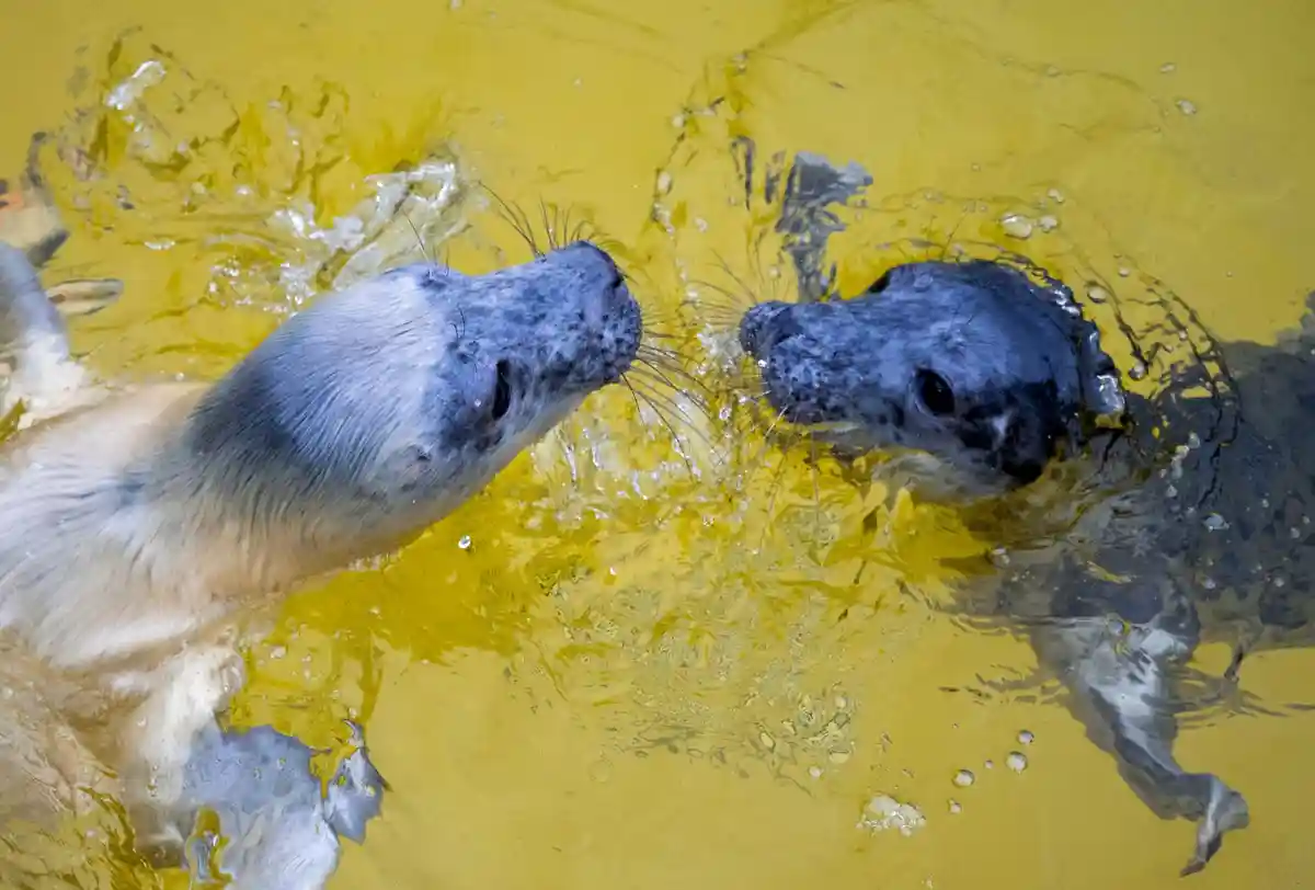 Серые тюлени:Самки серого тюленя Хетти (л) и Тони в заповеднике "Фридрихскоог".