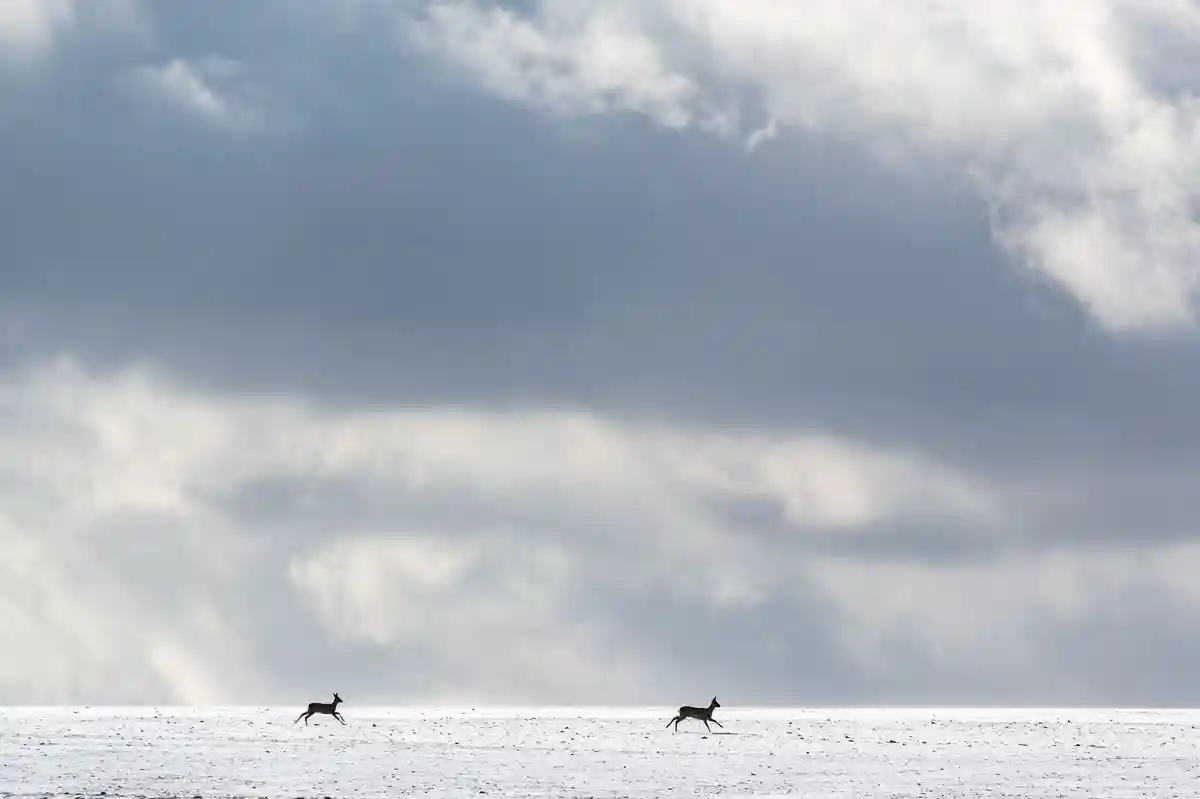 Снег:Олень бежит по заснеженному полю.
