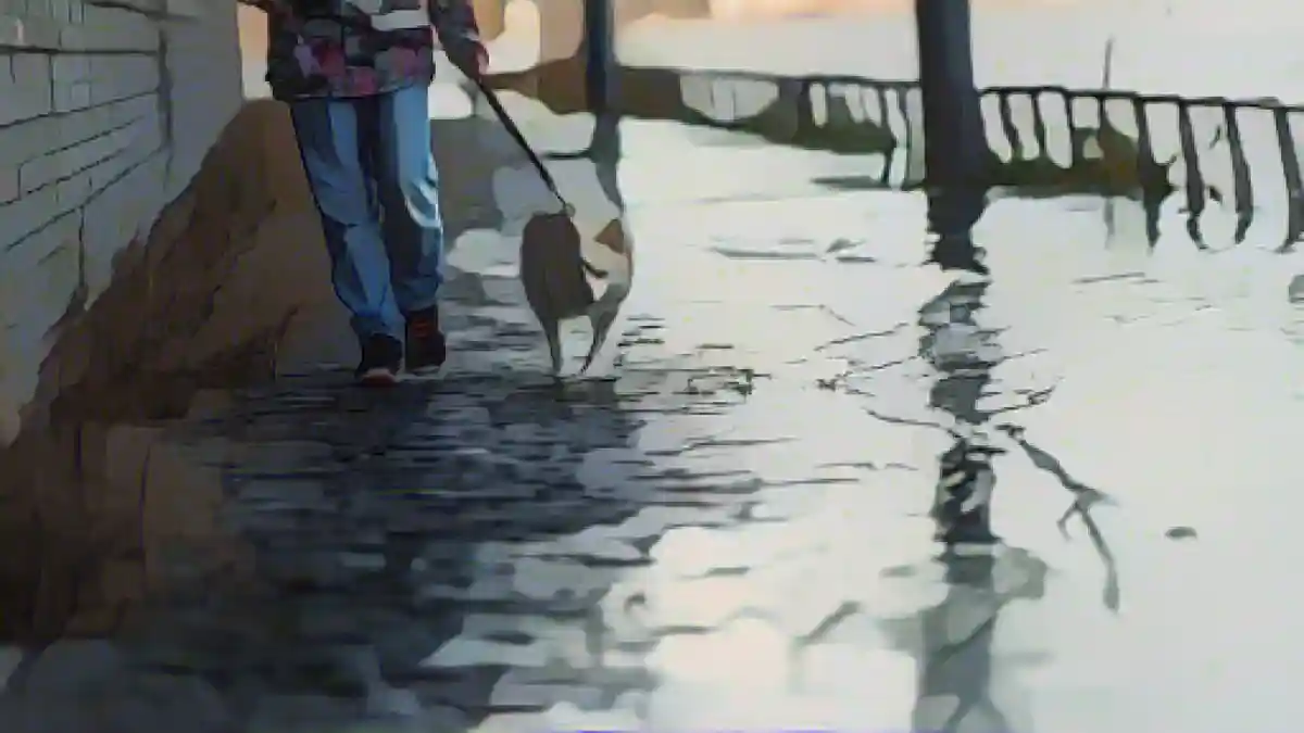 Собака гуляет со своей "хозяйкой" по затопленным берегам Рейна в городском квартале у таможни и внутренней гавани.:Собака гуляет со своей "хозяйкой" на затопленном берегу Рейна в городском квартале у таможни и внутренней гавани. Фото