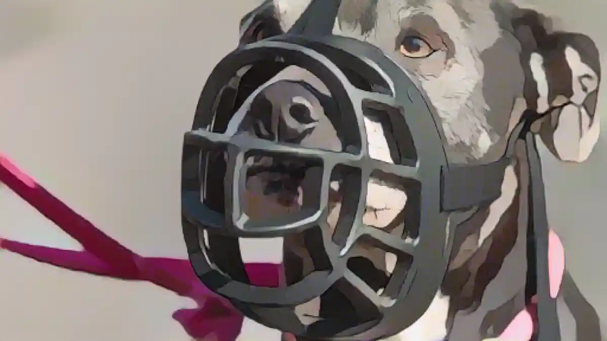 Собака породы американский стаффордширский терьер носит намордник.:Собака породы американский стаффордширский терьер в наморднике. Фото