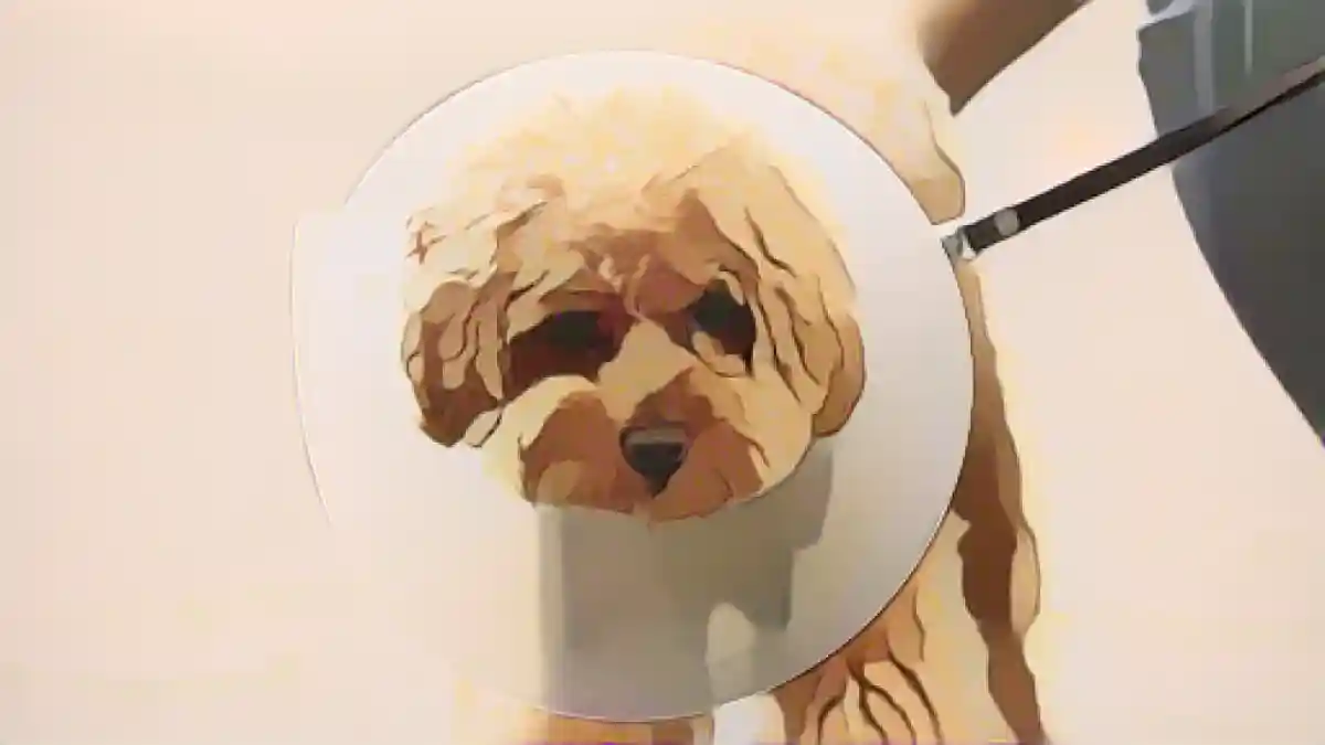 Собака в медицинском конусе вокруг шеи:Где получить бесплатную ветеринарную помощь для вашей кошки или собаки