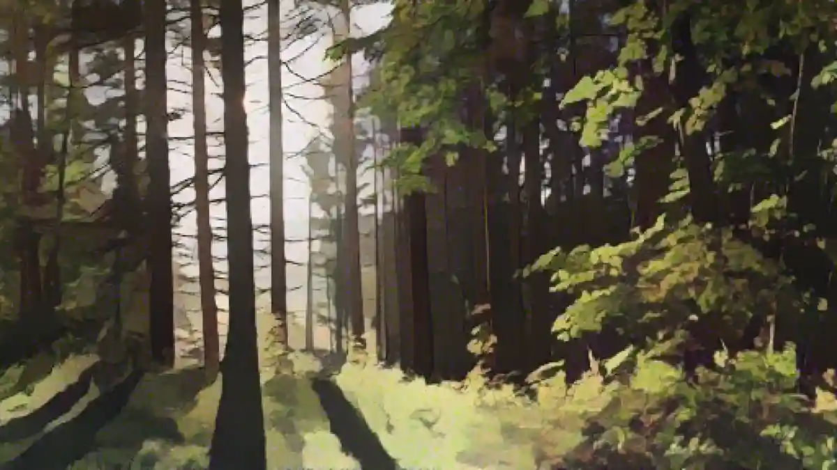 Солнце светит сквозь деревья в лесу.:Солнце светит сквозь деревья в лесу. Фото