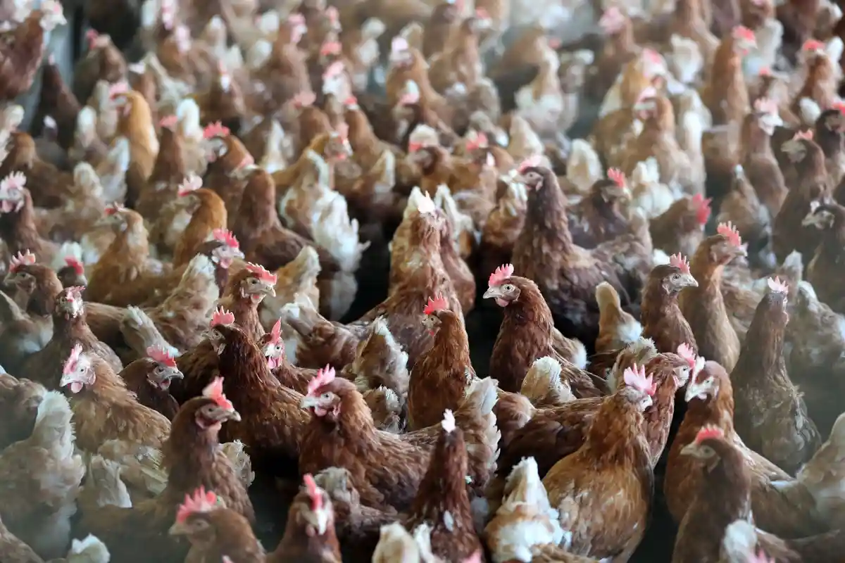 Цыплята:Куры стоят близко друг к другу в сарае на птицефабрике.