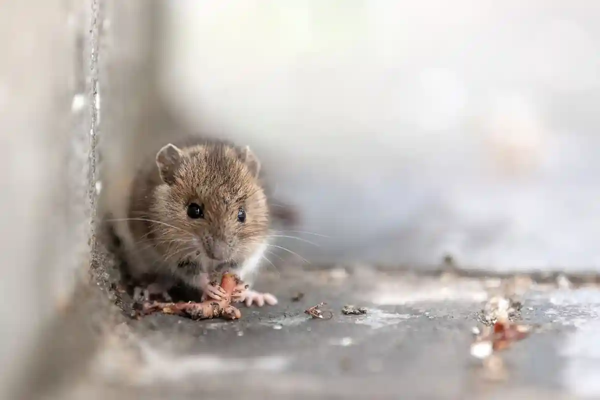 В Гамбурге замечено больше мышей - случаев заболевания вирусом Ханта почти нет:Мышь сидит в дверном проеме и ест червяка.
