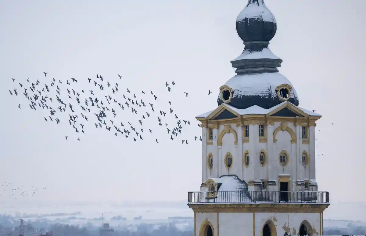 Вайсенфельс:Голуби летают вокруг заснеженной башни церкви Святой Марии в Вайсенфельсе.