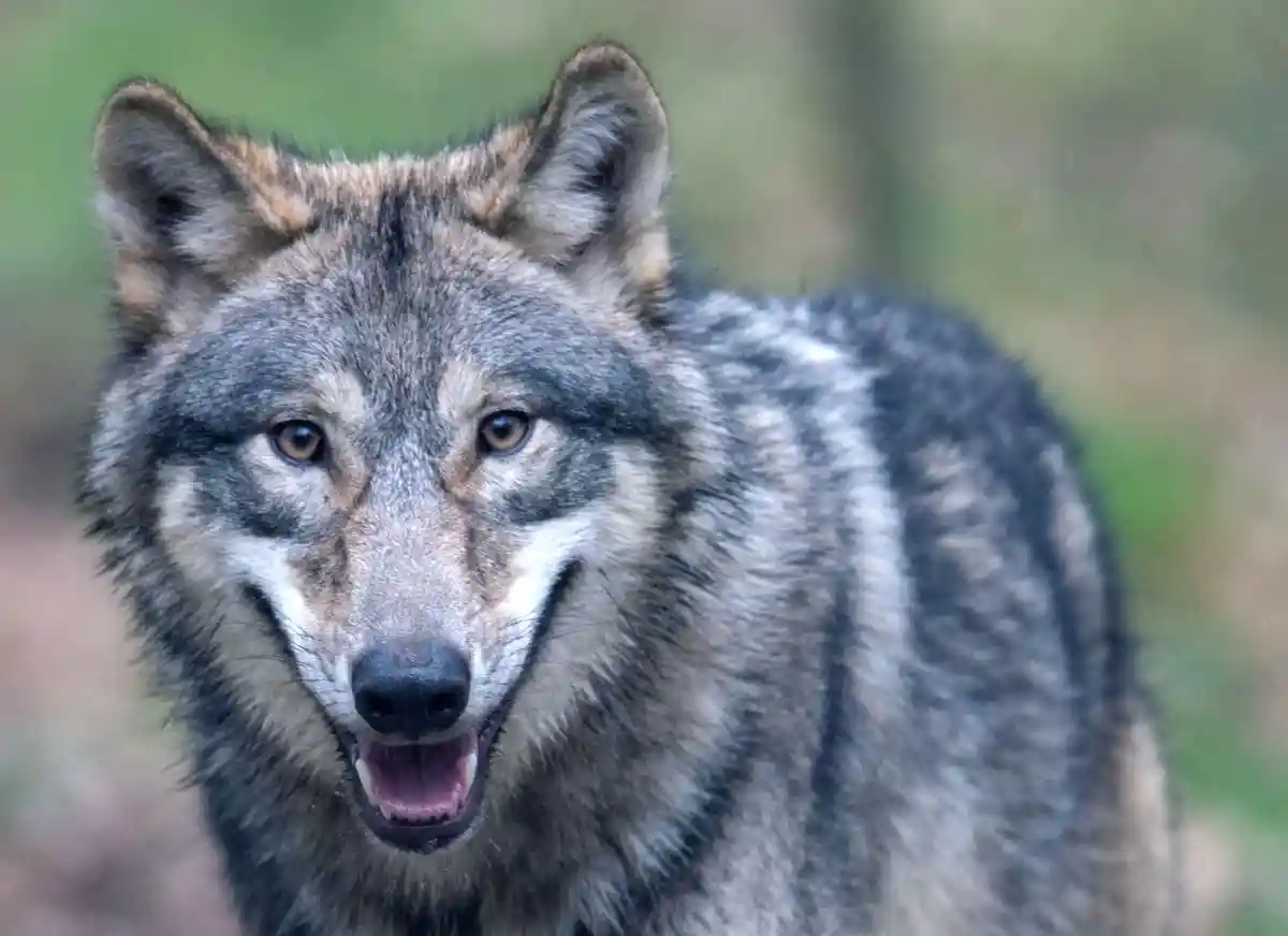 Вольф:Волк бежит по открытому вольеру в парке дикой природы.