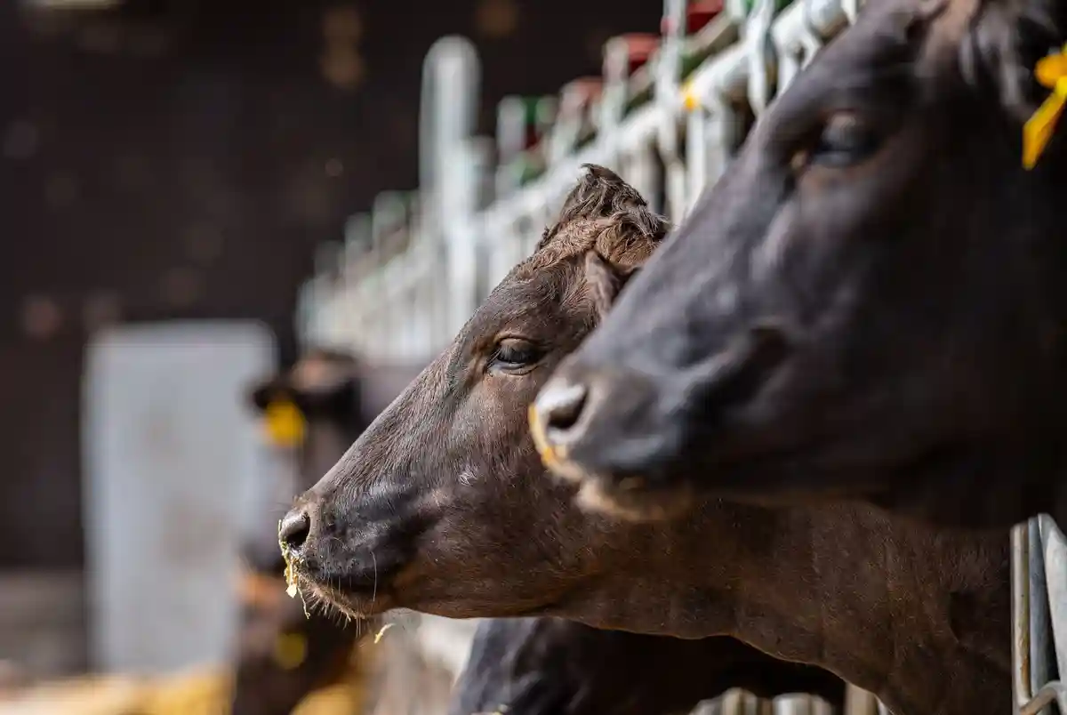 Животноводство:Молодые бычки породы вагю стоят в полуоткрытом коровнике на ферме.