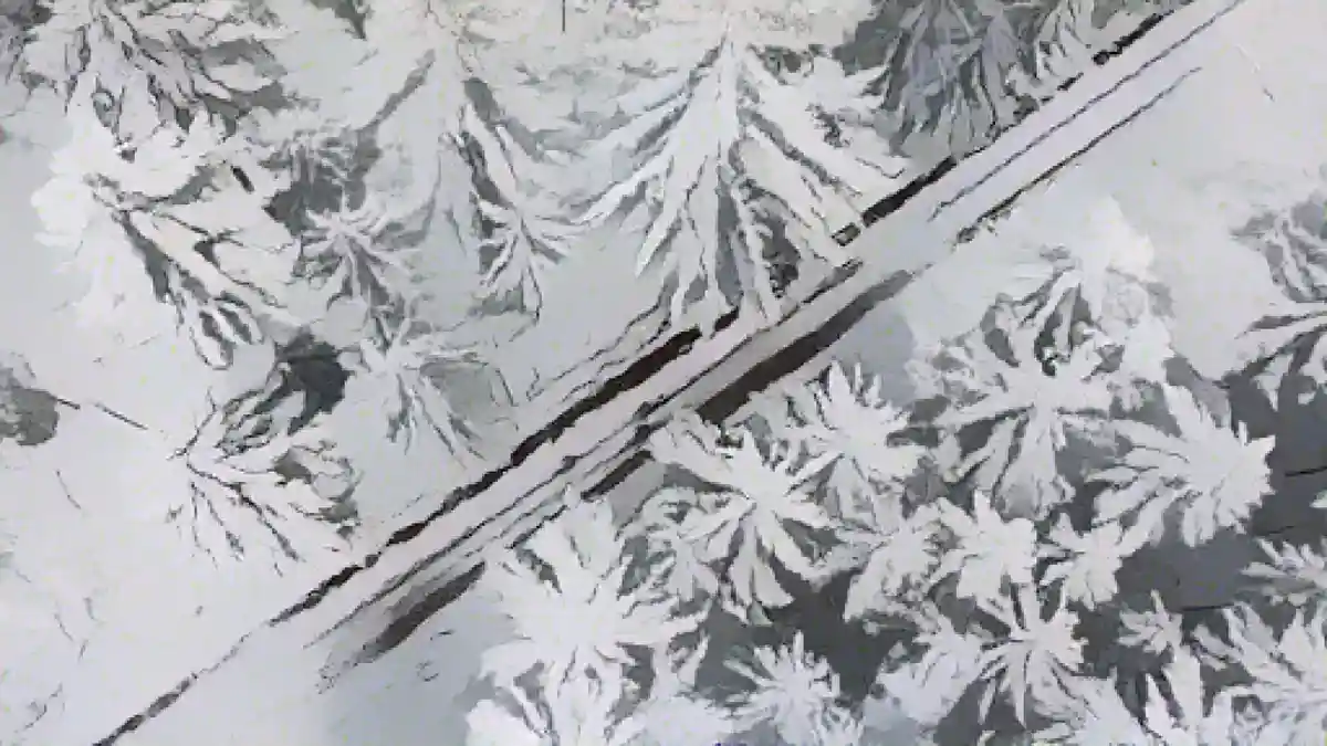 Хвойный лес покрыт снегом.:Хвойный лес покрыт снегом. Фото