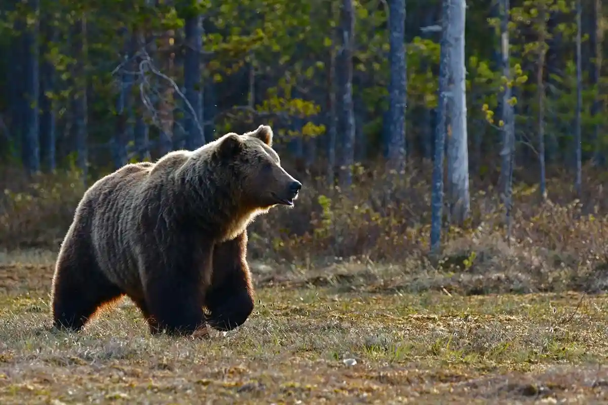 Опасны ли медведи и волки в Германии