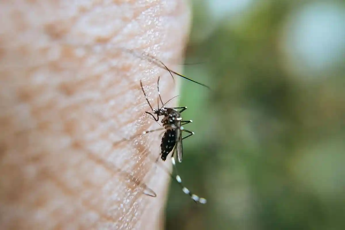В Германии распространяется тигровый комар. Фото: Ravi Kant / pexels.com