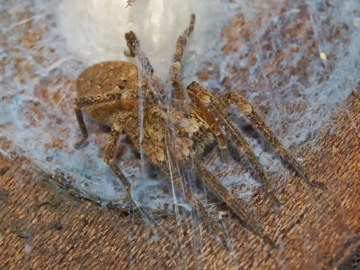 Ядовитый паук распространяется по Германии. Фото: wikipedia.org