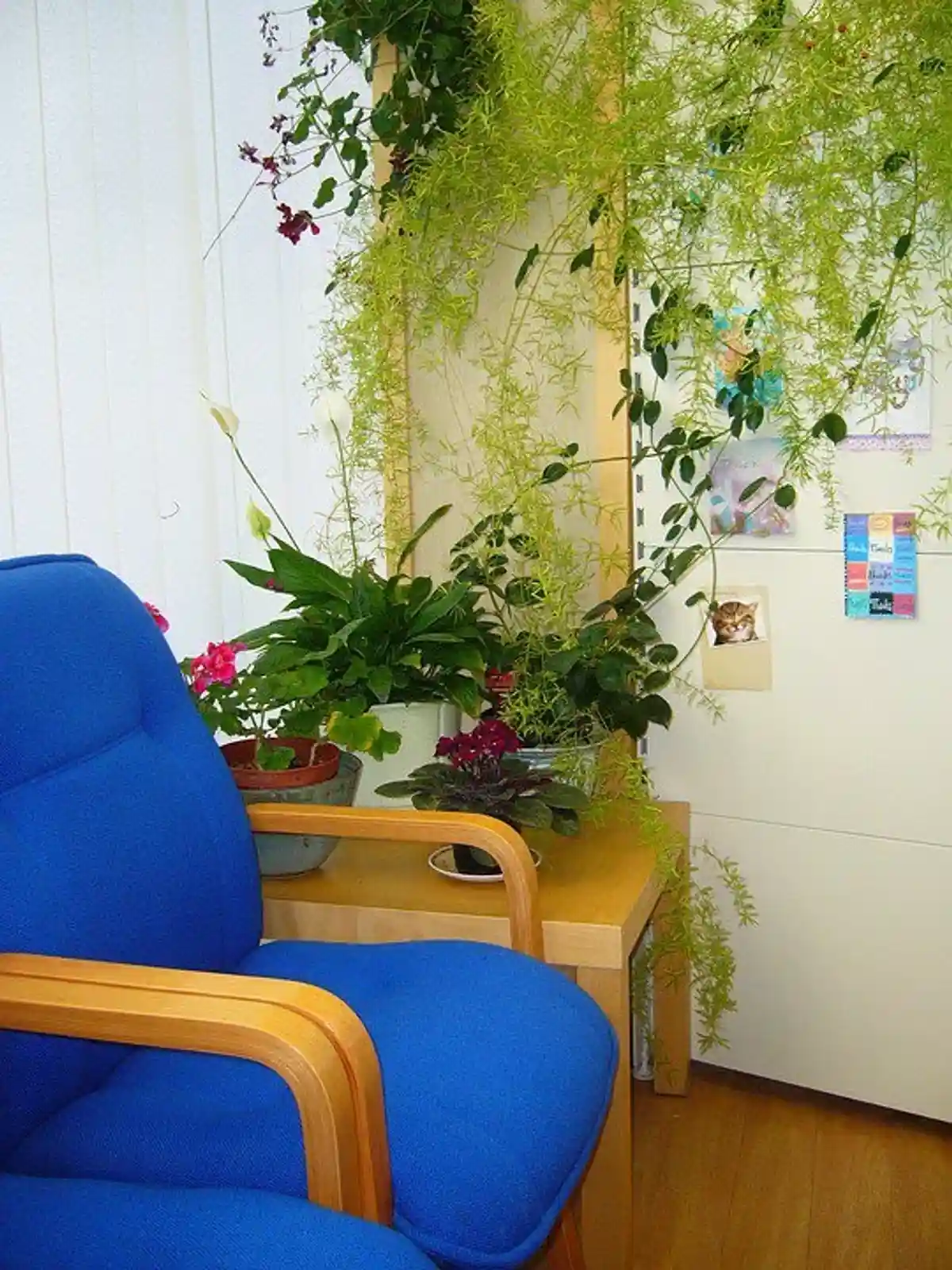 комнатные растения на столе и стене фото