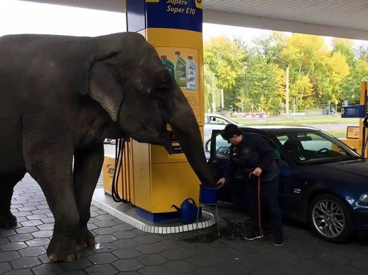 Круче «ламборджини»: немец на автозаправке заправил слона фото 1