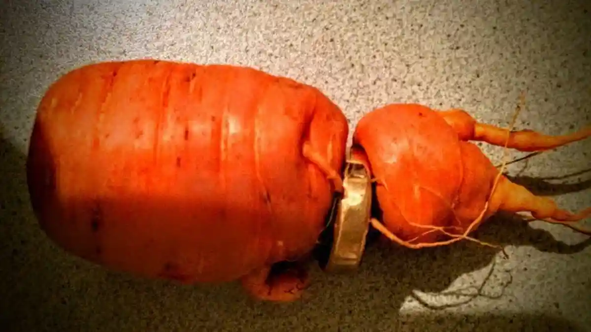 Романтика с морковкой: немецкий пенсионер нашел сокровище в огороде фото 1